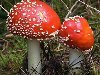 Самые красивые грибы в мире. ФОТО. MIGnews.com.ua