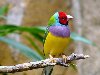 Эти необычайно красивые птицы с яркой окраской перьев впервые обнаружил ...