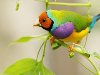 Красивые птички с яркой окраской. Животные. Невероятно красивые фото птиц.