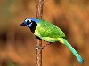 Красивая трёхцветная птичка, размер: 1600x1200 пикселей