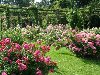 Кусты роз в парке. Багатель,Франция