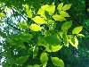 Листья ясеня, свет и тополиный пух