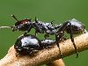 Упав с ветки, муравей-черепаха управляет своим туловищем таким образом, ...