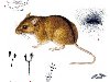 Полевая мышь — Apodemus agrarius. Полевая мышь - Apodemus agrarius