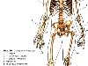 В скелете человека различают осевой скелет и добавочный скелет.