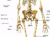Скелет человека. Без скелета наше тело было бы бесформенной массой мышц, ...
