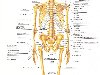 Скелет Человека(Строение. определение пола и возраста по скелету)) - u0026quot;ПОИСКu0026quot; ...