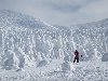 Снежные монстры в Японии — деревья целиком облепленные снегом