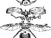 Строение насекомых. Тело насекомых состоит из головы, груди и брюшка:
