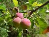 Яблоня сливолистная — Википедия