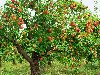 Яблоня — садовое величество