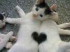 Забавные коты с сердечками!! (474x600, 44Kb)