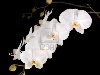 Жемчужно-белые орхидеи фаленопсис Фото со стока - 12284569
