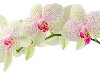 Широкоформатные обои Белые орхидеи, Ветка белых орхидей