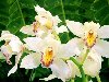 Белые орхидеи 1024 x 768