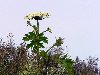 БОРЩЕВИК ОБЫКНОВЕННЫЙ - Heracleum sphondylium L Семейство зонтичные ...