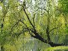 Весеннее настроение / природа, ива, дерево, весна, верба, пруд, ставок