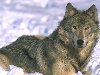 Волк является самым крупным животным в своём семействе: длина тела (с ...