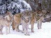 В Якутии объявили режим чрезвычайной ситуации из-за диких волков