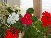 Tags: Комнатные цветы, балконные цветы, весна, любимые цветы, приметы