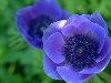 Фиолетово-голубые цветы, Цветы