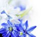 Скачать оригинал: Голубые цветы - 2560x1600. вырезать нужный размер