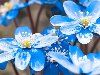Широкоформатные обои Голубые цветы, Голубые цветы тянутся к солнцу