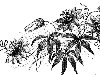 Цветы, резьба по дереву рисунки 343 Кб, 1651х922 px