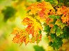 ... фото осень, листья, жёлтые, макро на рабочий стол скачать бесплатно