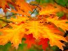 Обои картинки фото осень, листья, дерево, макро, клен на рабочий стол ...