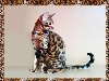 Питомник Бенгальских кошек. Бенгальская кошка леопардового окраса