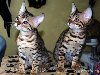 Питомник бенгальских кошек “Golden Leopard” Бенгальские кошки до сих пор ...
