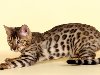 Встречаются и, так называемые, «снежные леопарды» — бенгальские кошки с ...
