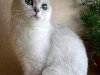 бритаская кошка серебристая шиншилла Шиншилловый окрас британских кошек был ...