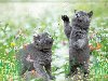 ... котята - Животные. Gifu0026quot; title=u0026quot;Британские котята Анимационные блестящие ...