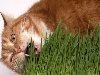 кошка ест траву. Помните, что после того, как в вашем доме появился котёнок, ...