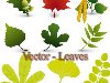 Скачать бесплатно зеленые листья разных деревьев в векторе - кленовые листья ...