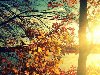 Фото Осеннее солнце освещает лес у реки
