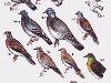 Таблица 31 362 — сизый голубь (362a — сидящая птица, 362b — в полете); ...