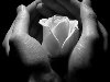 Фото Руки мужчины держат белую розу