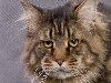 Самые большие одомашненные кошки!. Обсуждение на LiveInternet - Российский ...