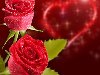 розы на фоне с сердечками, розы, сердечки, roses on a background with hearts