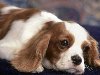 Порода собак кавалер-кинг-чарльз-спаниель, известная также как английский ...