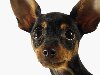 Собака Чихуахуа обои, фото Собака породы Chihuahua, самая маленькая собака ...