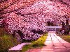 vishnyovicvet 2 800x543 Самые красивые цветущие вишни по всему миру