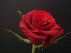Это красивая бордово-красная роза обладает большим бутоном изящной формы; ...