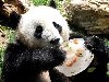 Гигантская панда играет с ледяной глыбой, внутри которой заморожены фрукты, ...