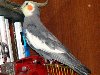 Попугай корелла нимфа, фото уход содержание попугаев фотография