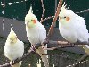 Содержание попугаев корелла