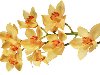 Картинки орхидей, изысканные фотографии цветов орхидеи